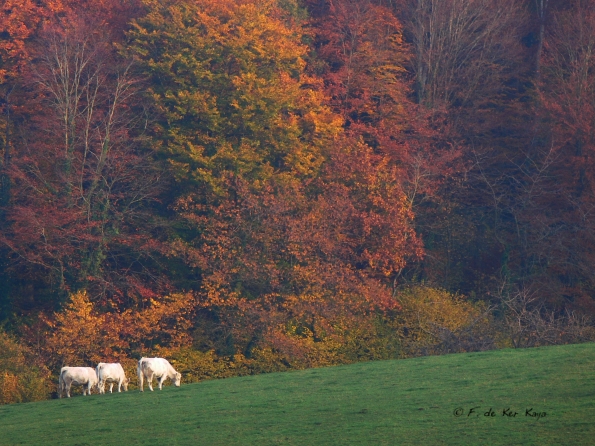 Chant d'automne 2012 (23)